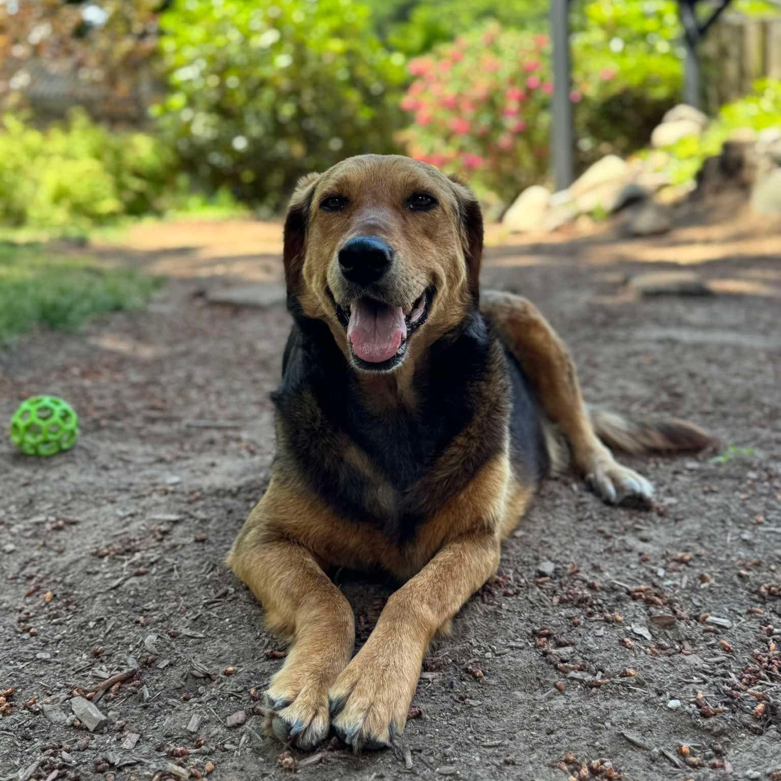 Bryson, Adoptable, Adult Male Mixed Breed & Shepherd.