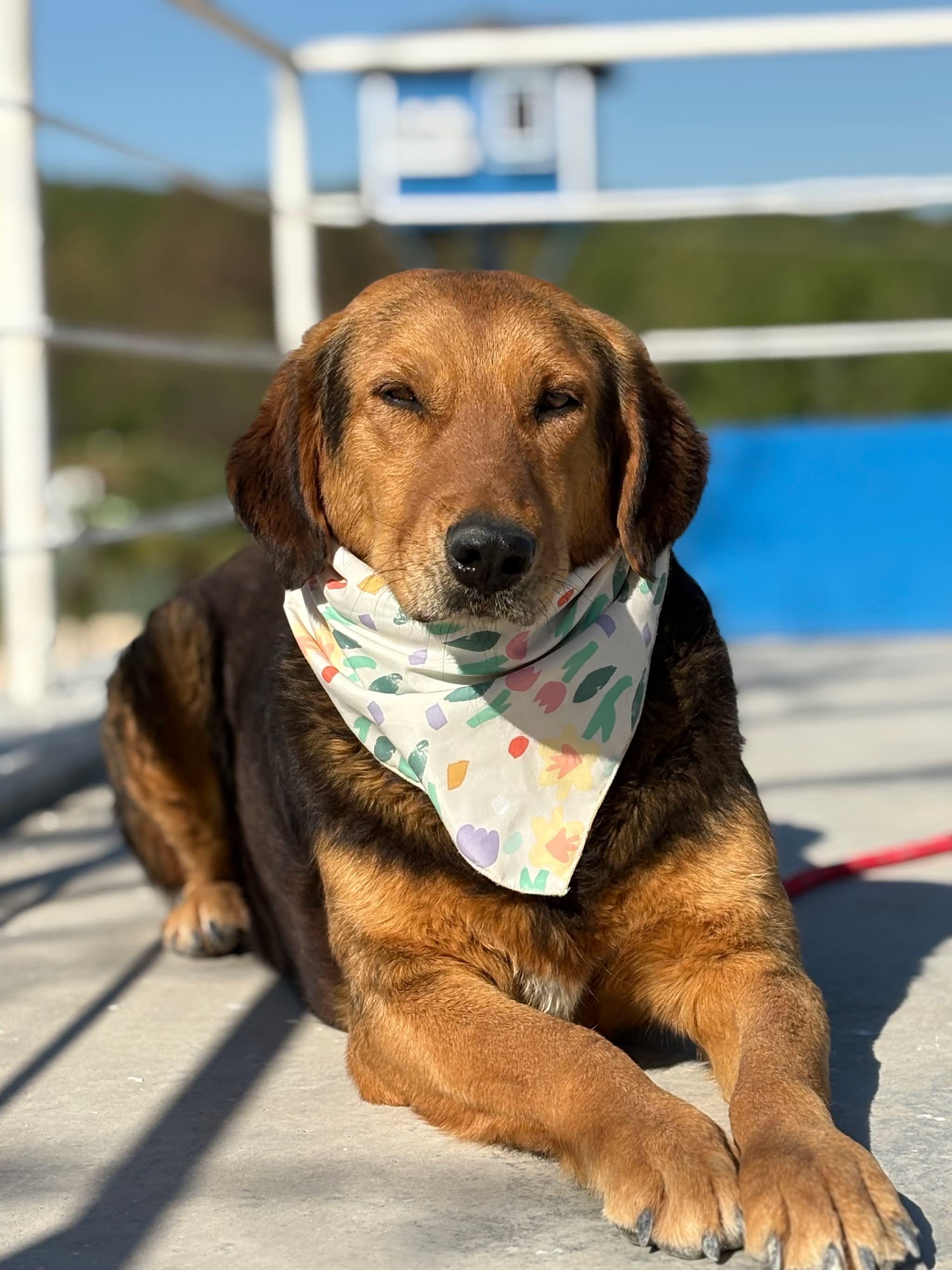 Bryson, a Adoptable mixed breed in Portland, OR image 3/6