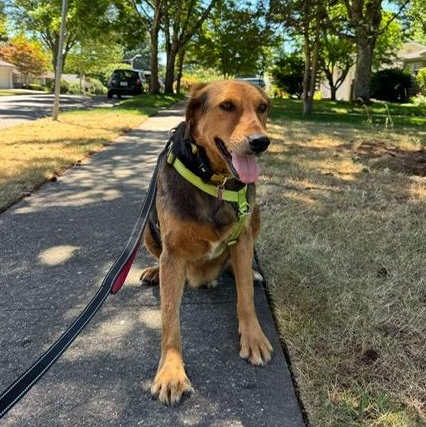 Enlarge Bryson, a Adoptable mixed breed in Portland, OR image 6/6