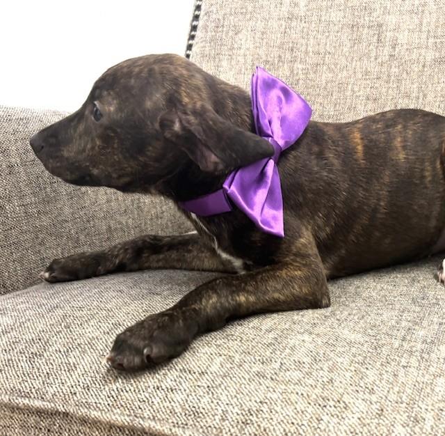 Enlarge Silver, an adopted mixed breed in Hawk Point, MO image 1/4