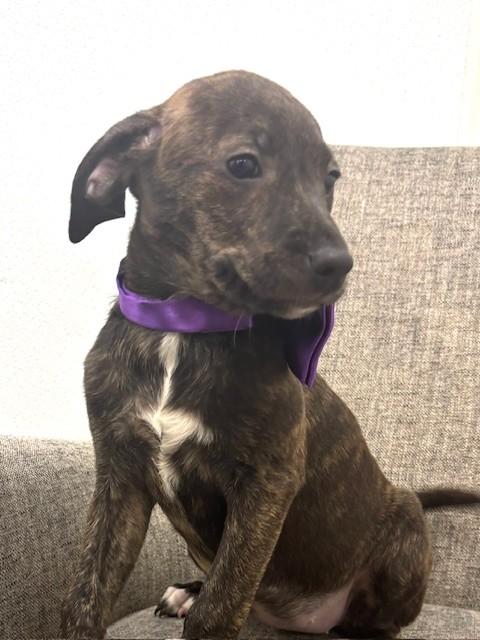 Enlarge Silver, an adopted mixed breed in Hawk Point, MO image 2/4