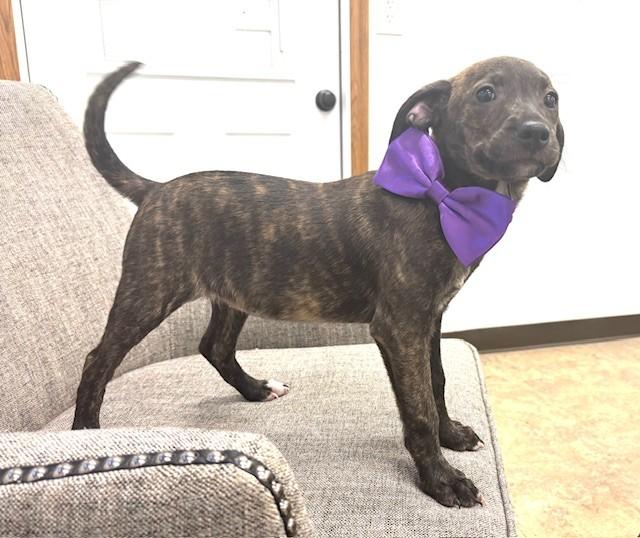 Enlarge Silver, an adopted mixed breed in Hawk Point, MO image 4/4