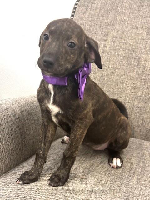 Enlarge Silver, an adopted mixed breed in Hawk Point, MO image 3/4