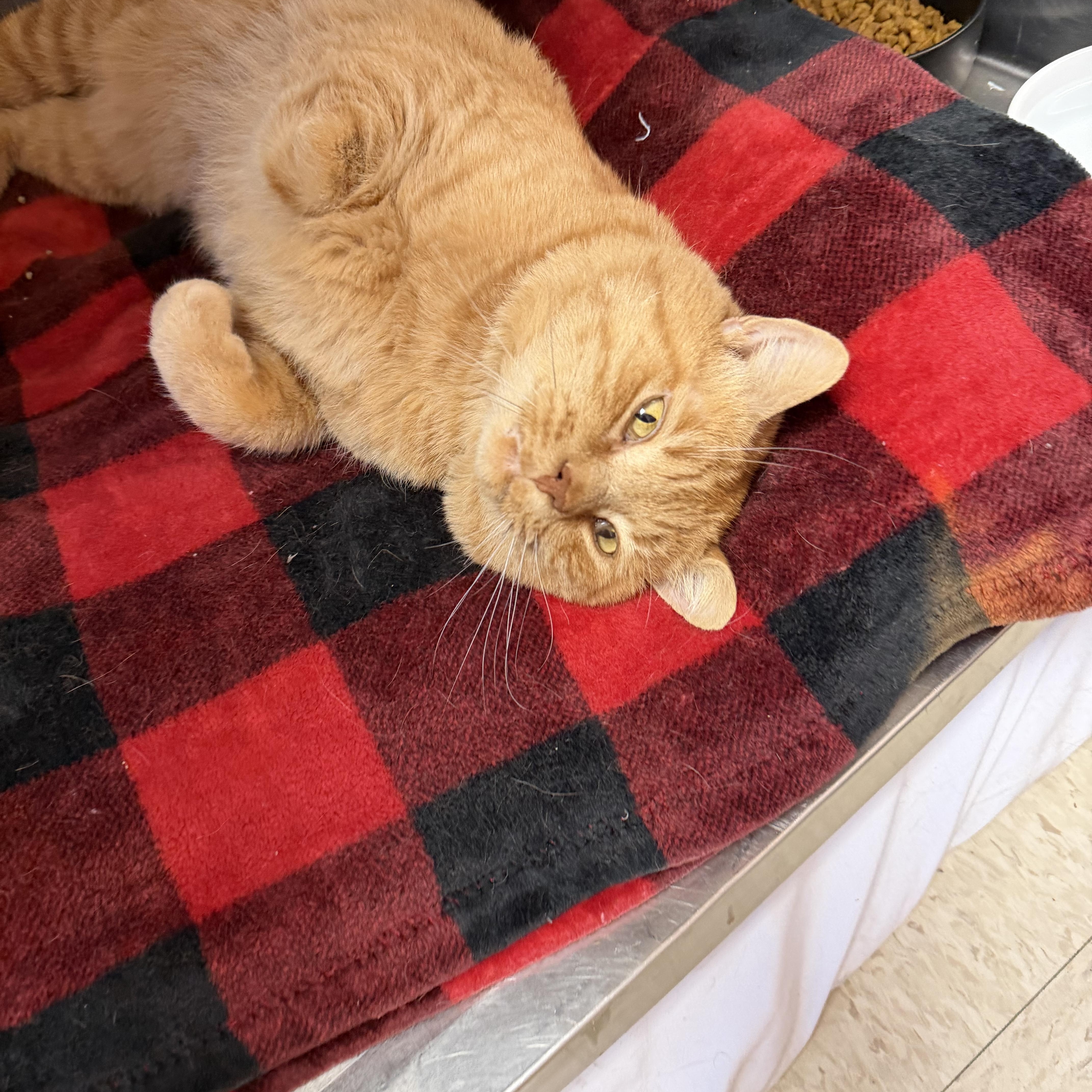 Enlarge Ragnar , an adopted mixed breed in Greensboro, NC image 2/6
