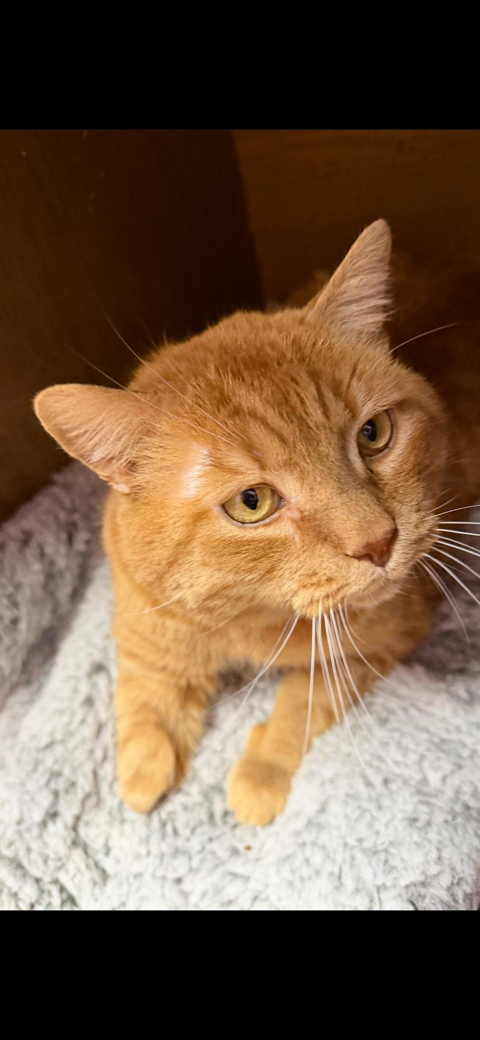 Enlarge Ragnar , an adopted mixed breed in Greensboro, NC image 4/6