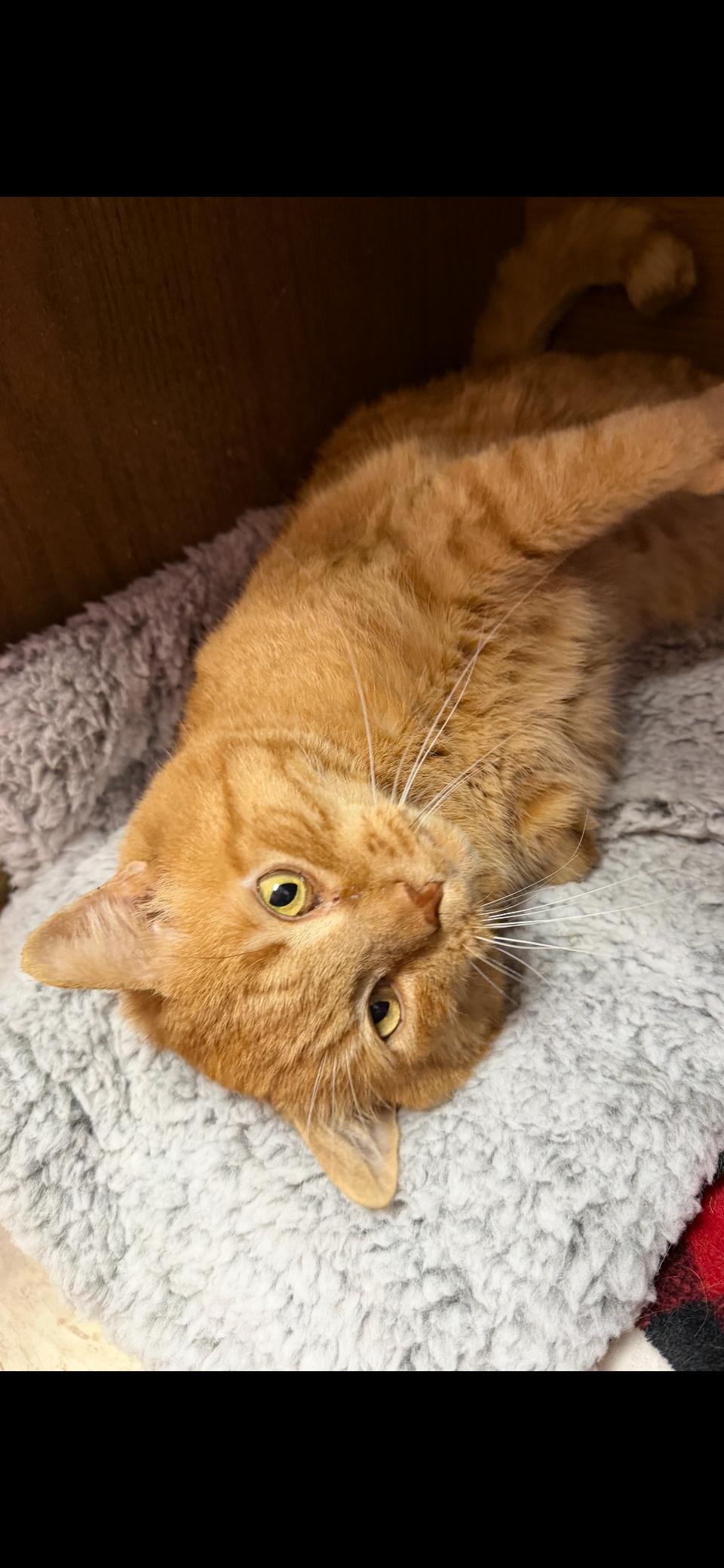 Enlarge Ragnar , an adopted mixed breed in Greensboro, NC image 5/6