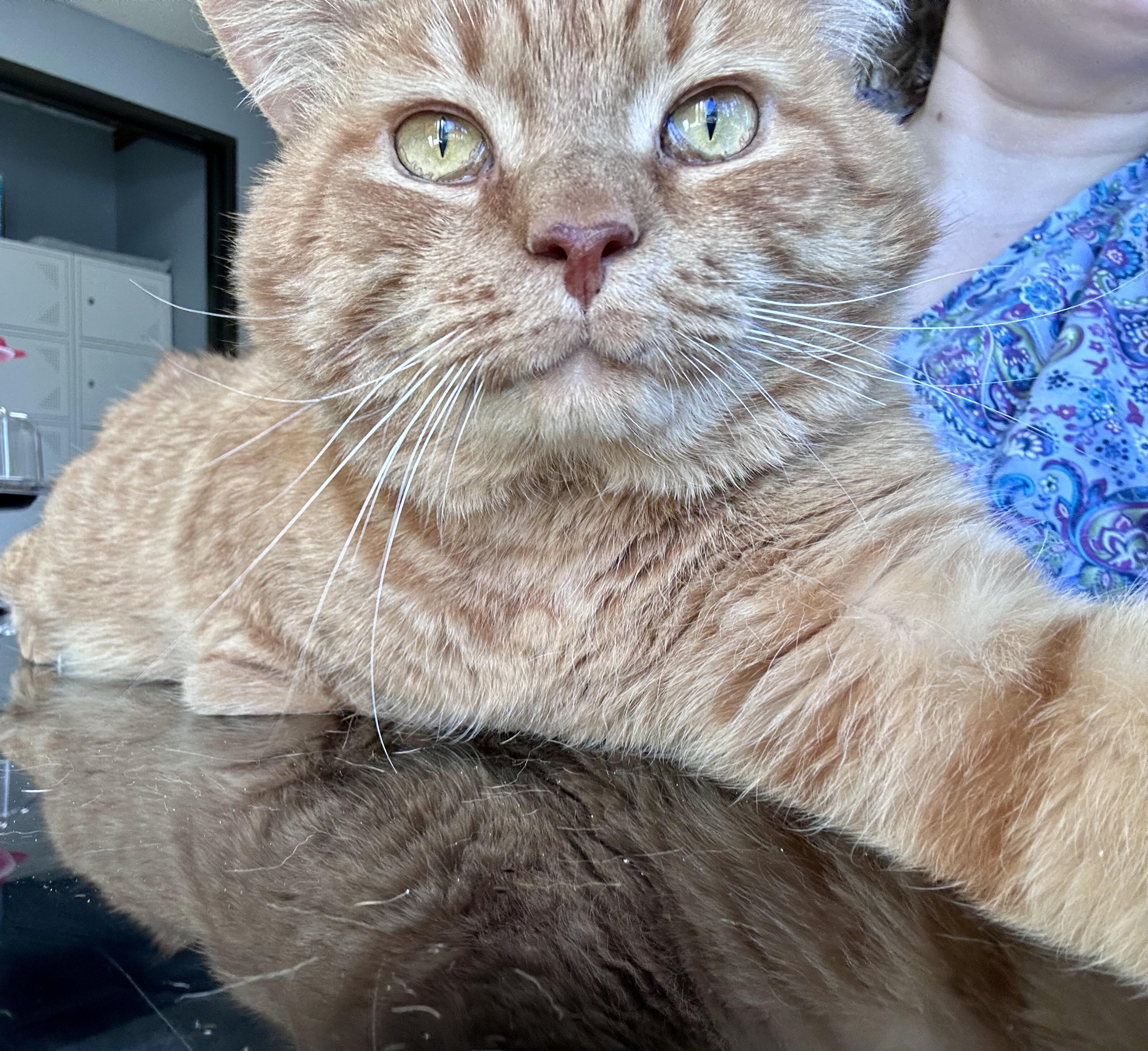 Enlarge Ragnar , an adopted mixed breed in Greensboro, NC image 1/6