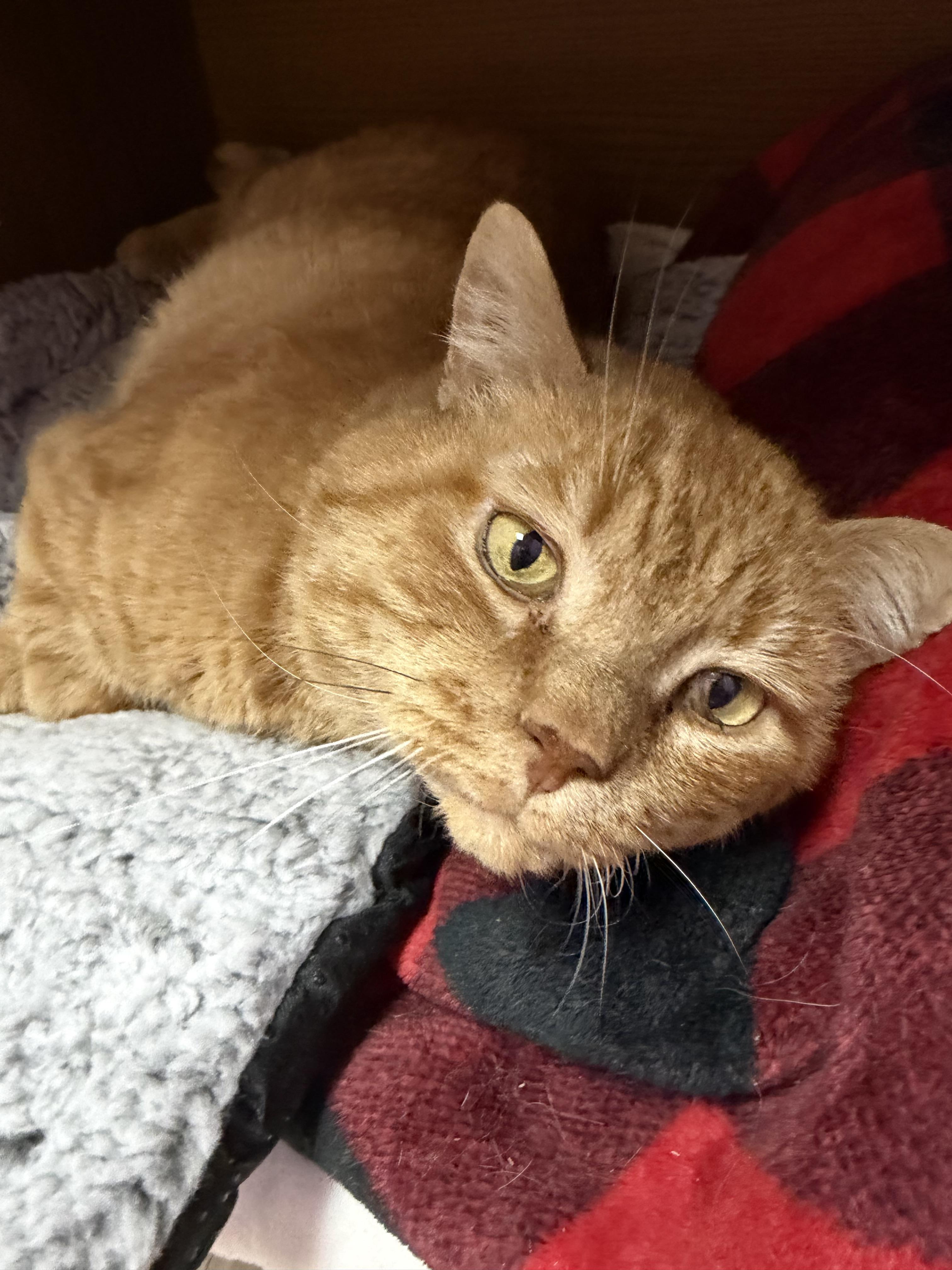 Enlarge Ragnar , an adopted mixed breed in Greensboro, NC image 6/6