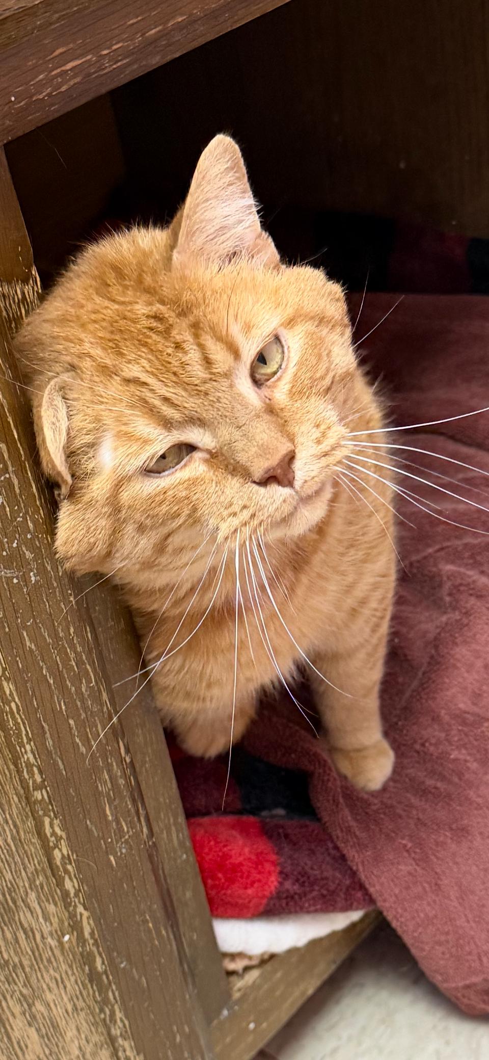 Enlarge Ragnar , an adopted mixed breed in Greensboro, NC image 3/6
