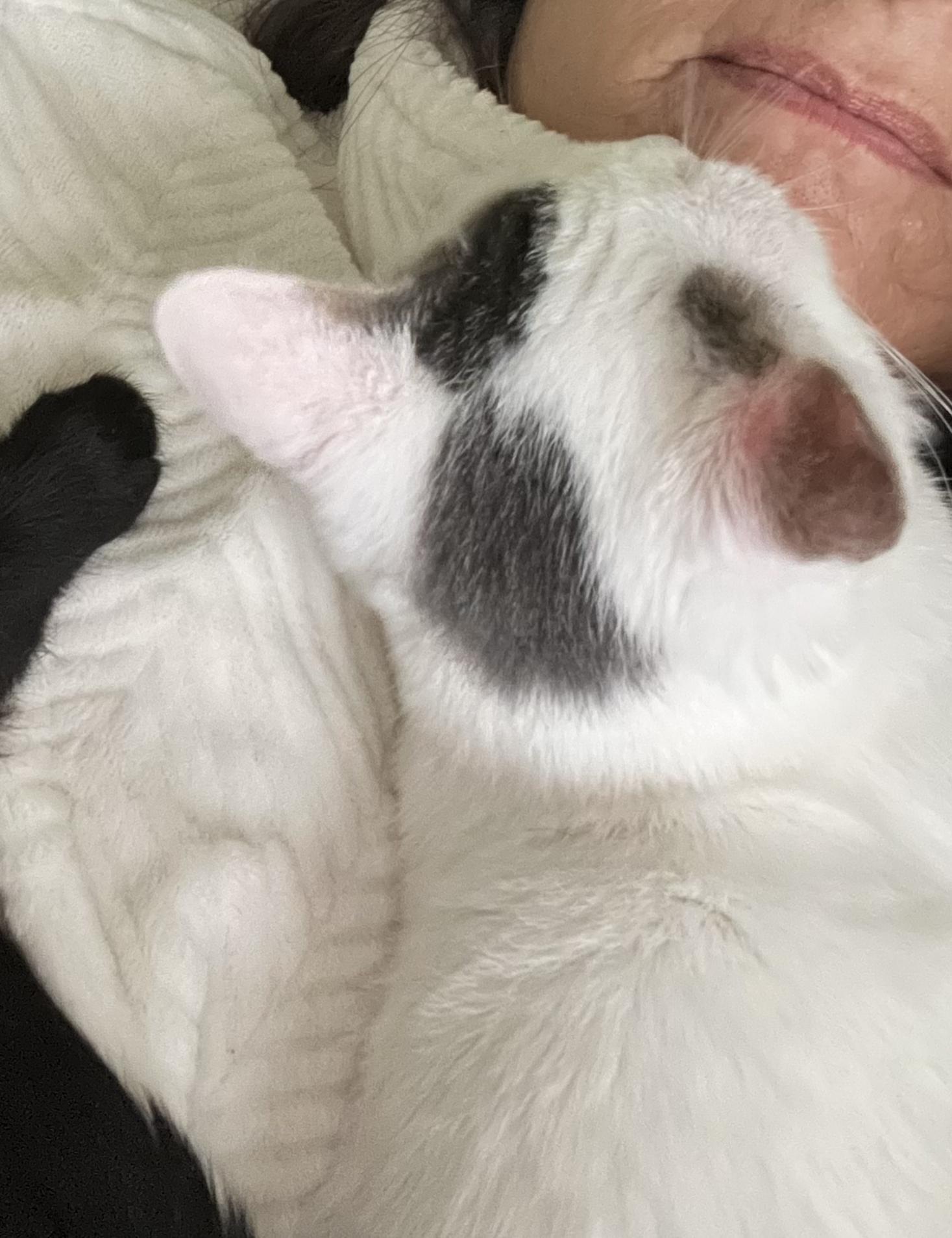 Adopt Hugo: A Turkish Van with Charm, Cuddles, and Playful Energy!