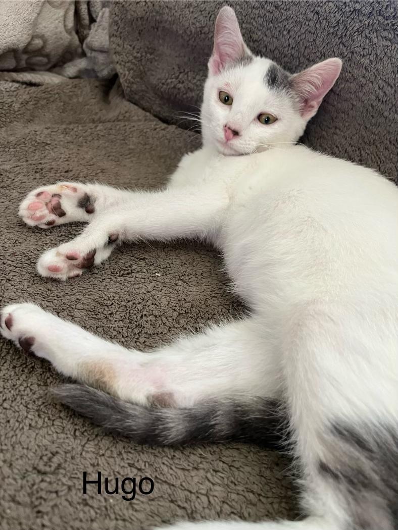 Enlarge Adopt Hugo: A Turkish Van with Charm, Cuddles, and Playful Energy!, a Adoptable Turkish Van in Tustin, CA image 3/5