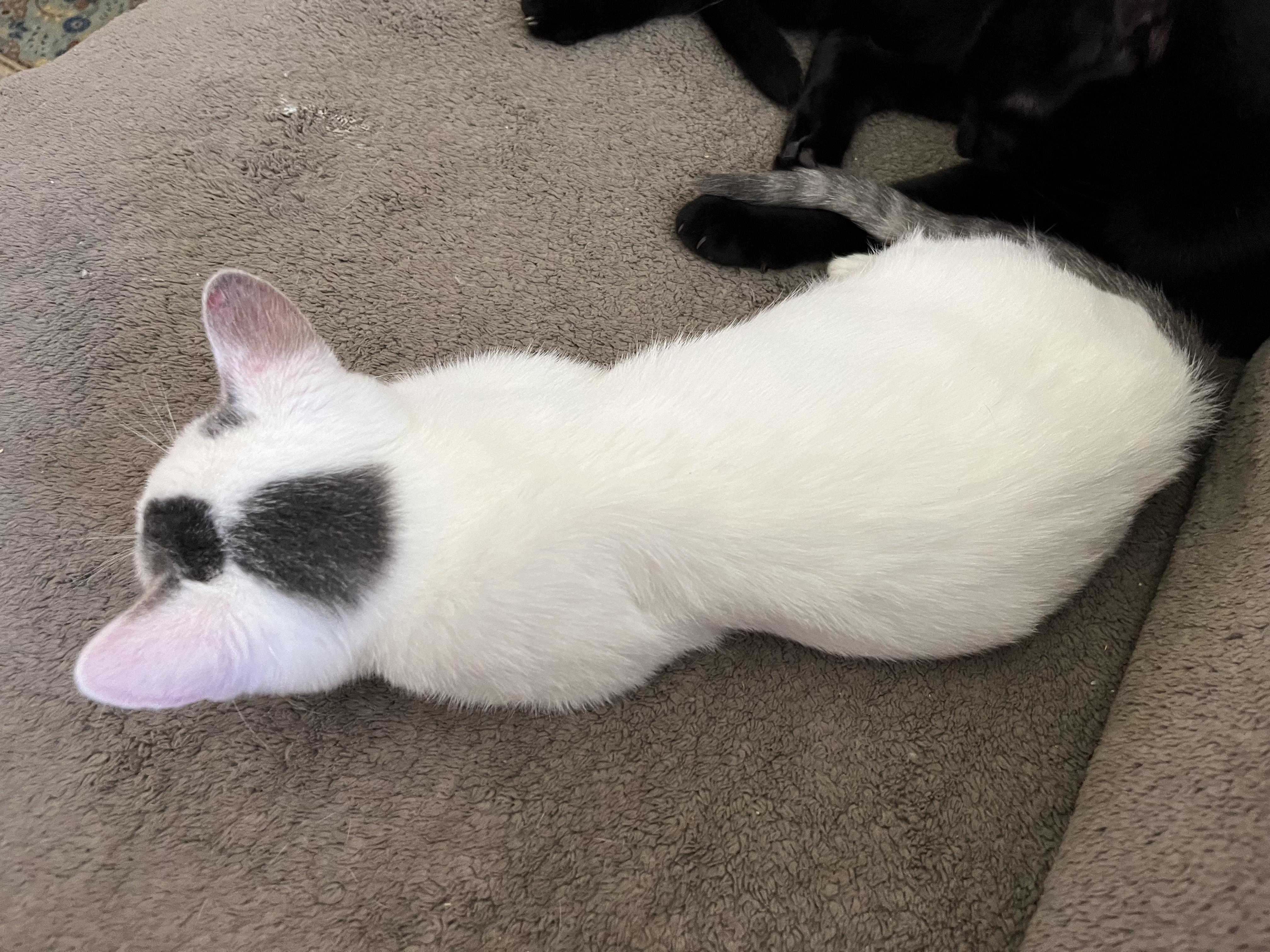 Adopt Hugo: A Turkish Van with Charm, Cuddles, and Playful Energy!