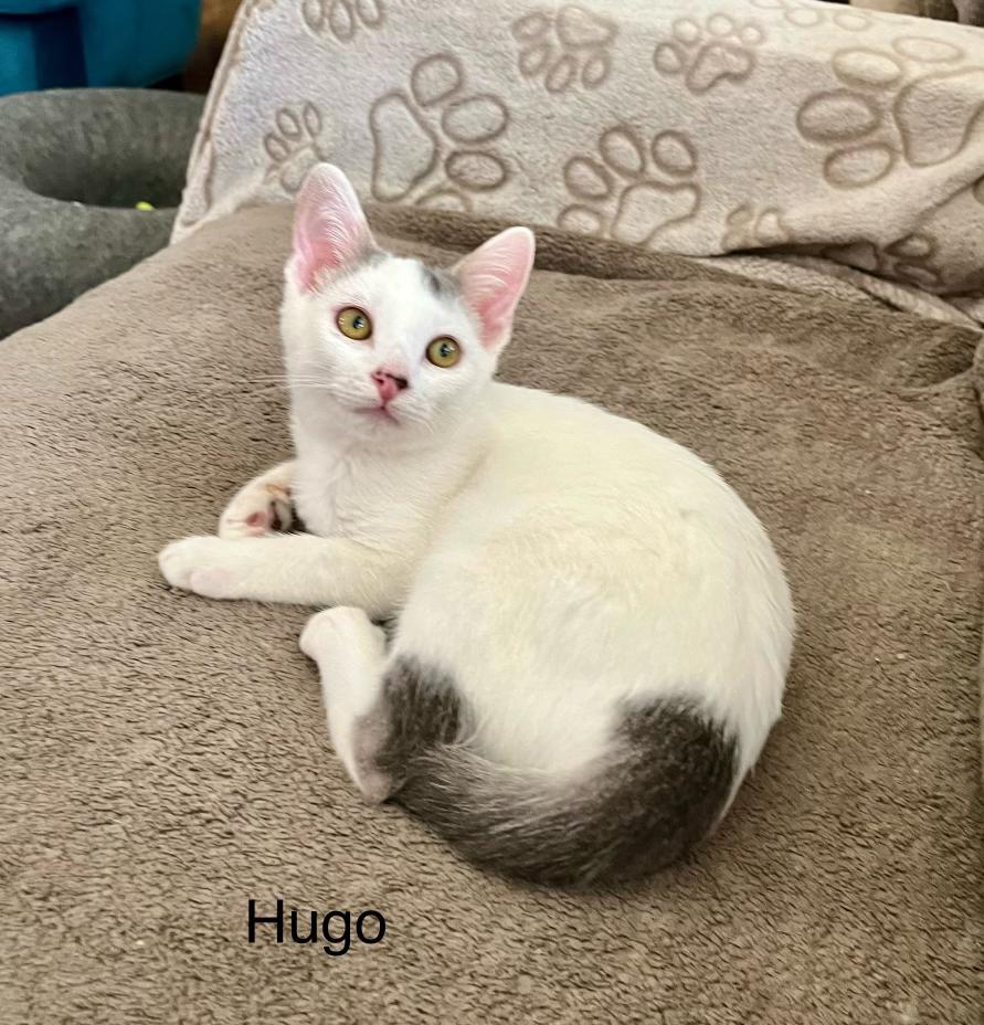 Adopt Hugo: A Turkish Van with Charm, Cuddles, and Playful Energy!