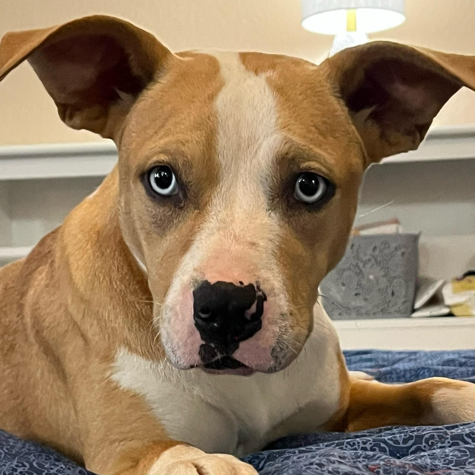 queen, a Adoptable mixed breed in Bloomington, IL image 3/6