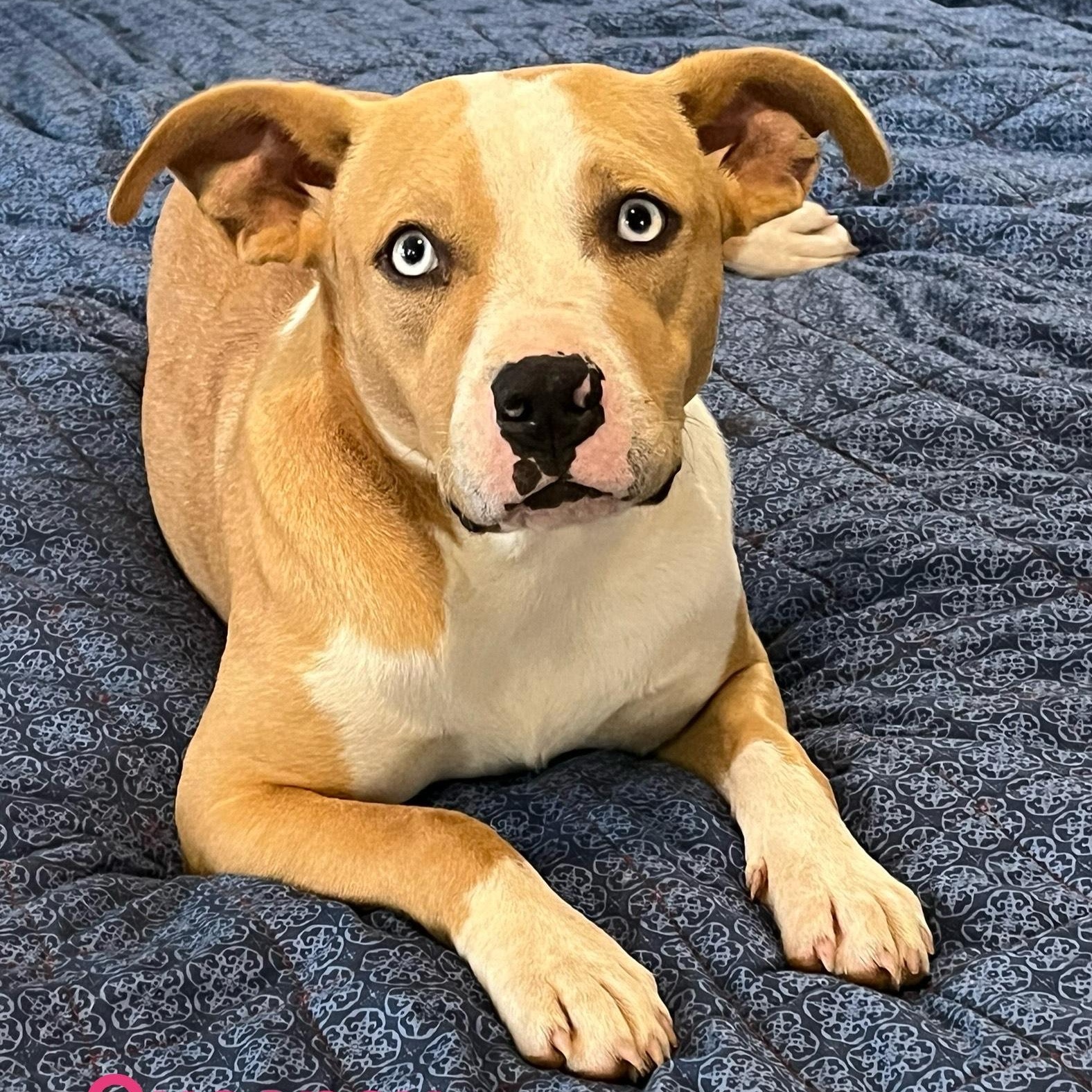 queen, Adoptable, Adult Female Pit Bull Terrier.