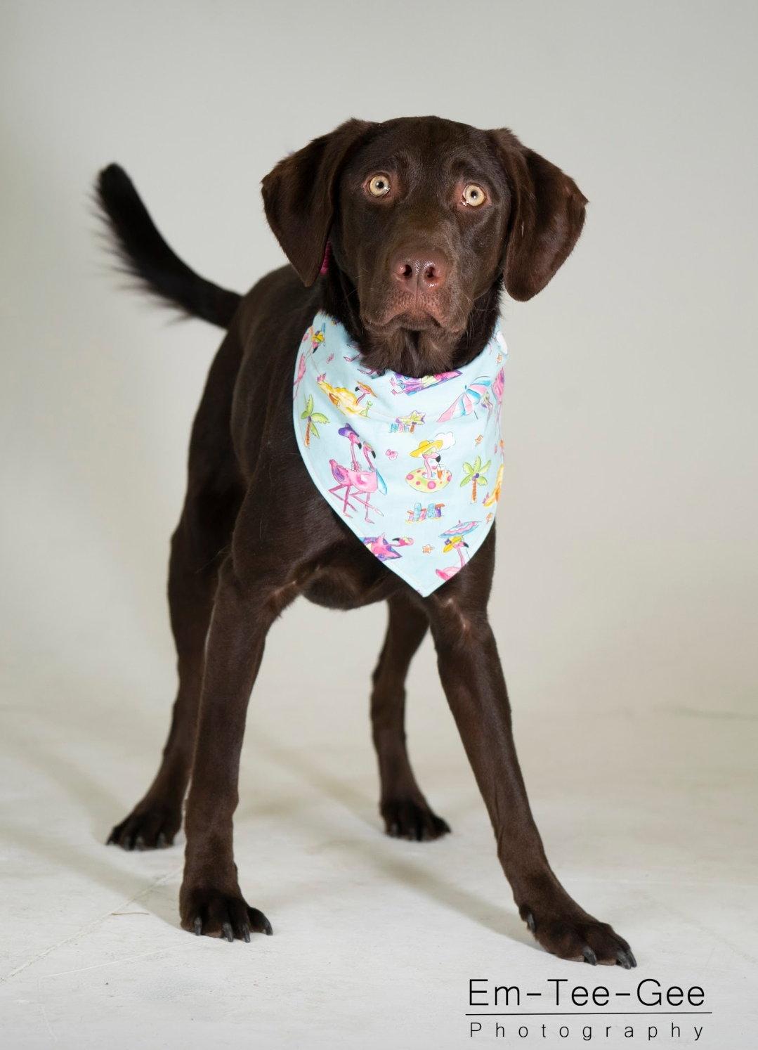 Enlarge River (LAB), a Adopted mixed breed in Gretna, NE image 1/3
