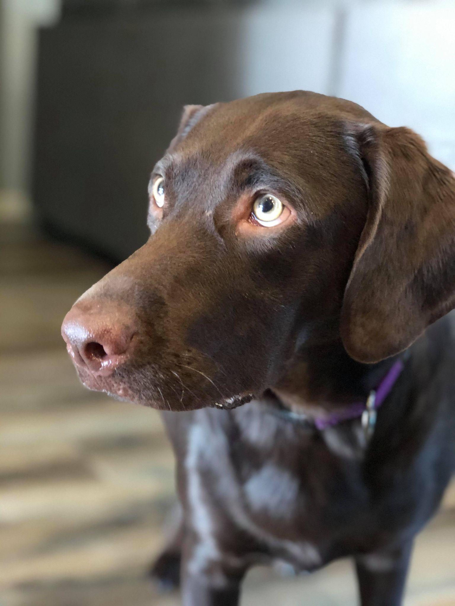 Enlarge River (LAB), a Adopted mixed breed in Gretna, NE image 2/3