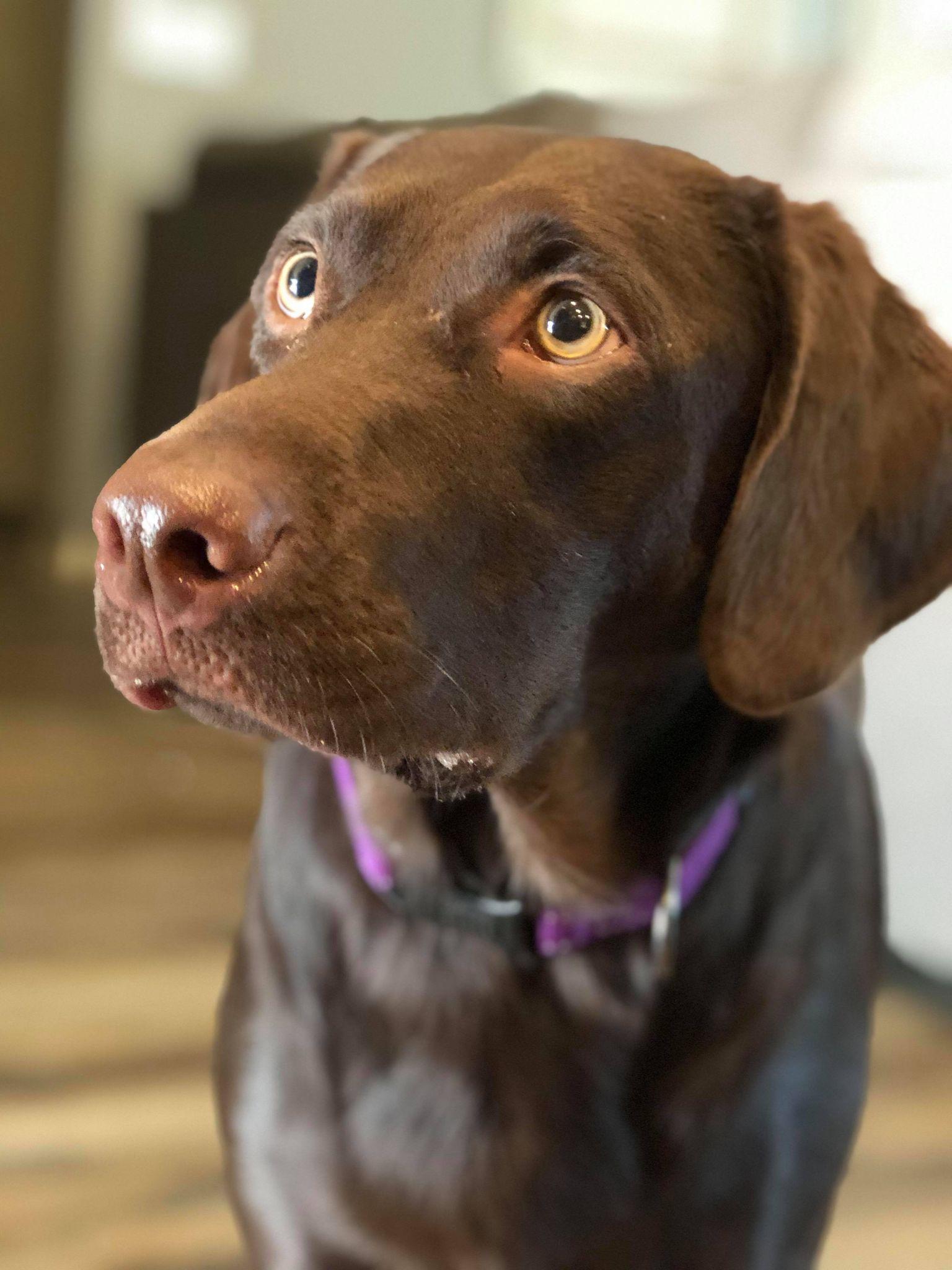 River (LAB), Adopted, Adult Female Labrador Retriever & Australian Shepherd.