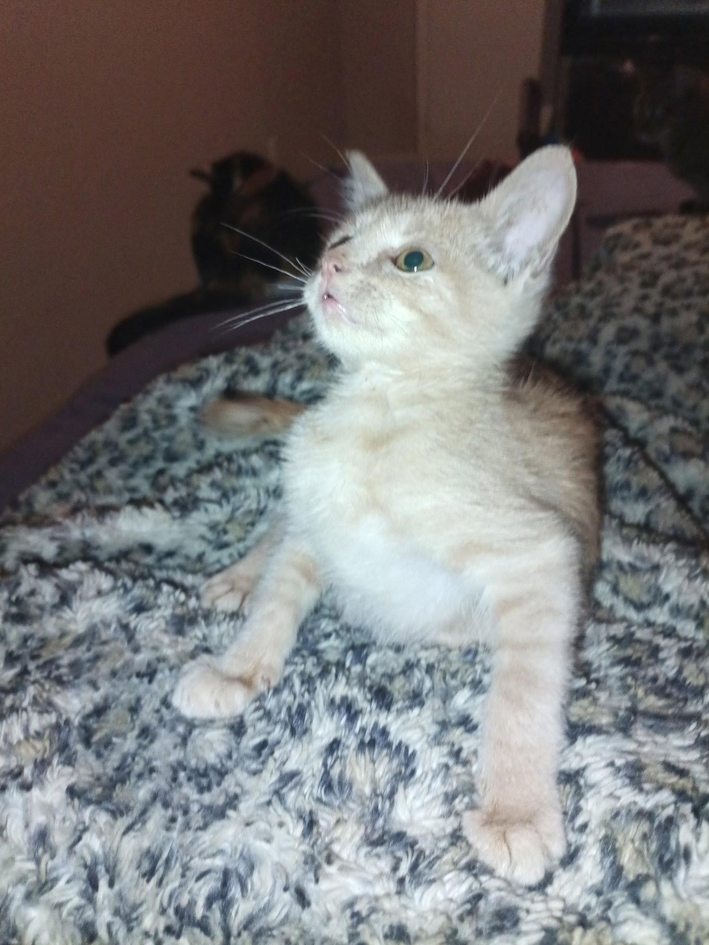 Baby Butters, a Adopted mixed breed in Frisco, TX image 1/3
