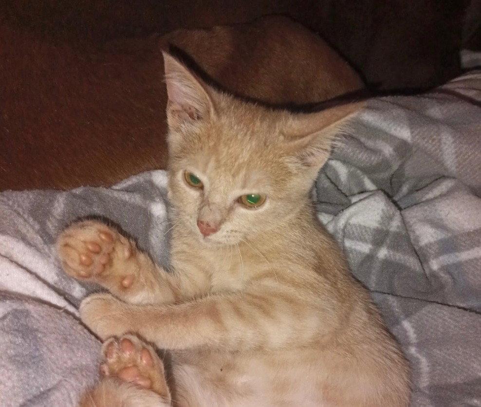 Baby Butters, a Adopted mixed breed in Frisco, TX image 3/3