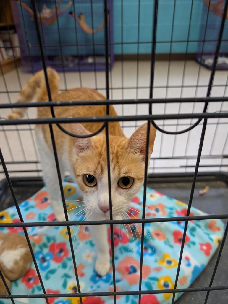 Enlarge Citation, a Adoptable American Shorthair in Burnsville, NC image 1/2