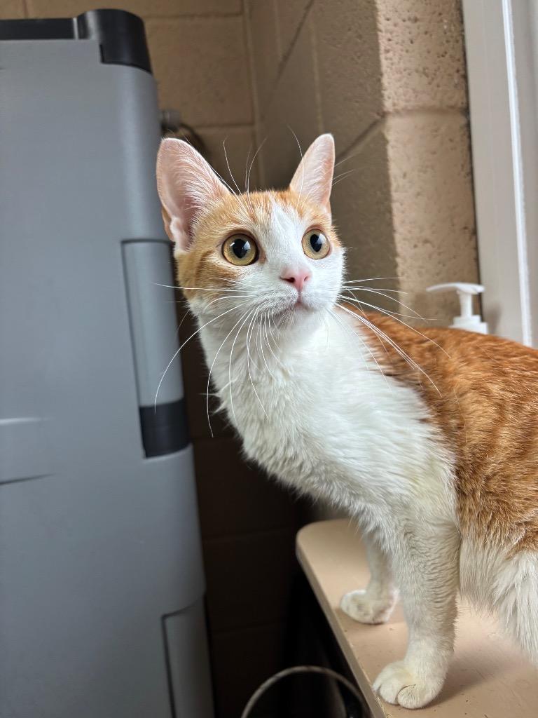 Enlarge Citation, a Adoptable American Shorthair in Burnsville, NC image 2/2