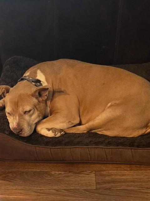 Enlarge KIMMIE, a Adoptable Pit Bull Terrier in Ocala, FL image 1/1