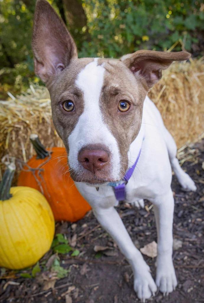 Tempura, Adoptable, Young Female Terrier & Mixed Breed.