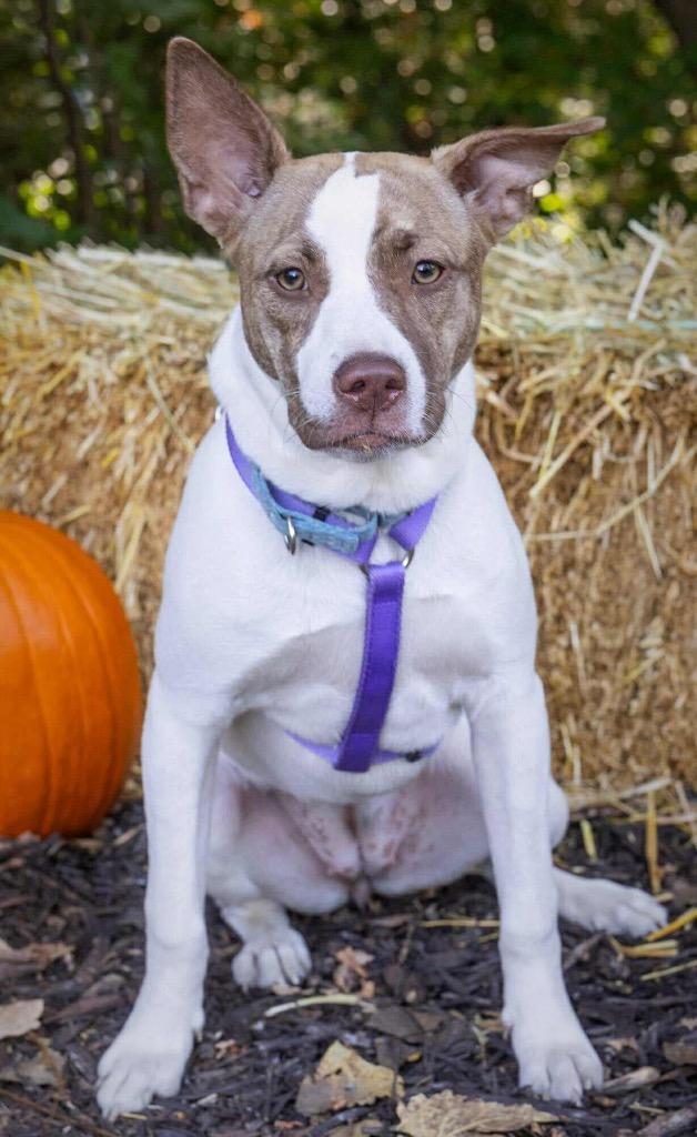 Tempura, a Adoptable mixed breed in Savage, MN image 2/4