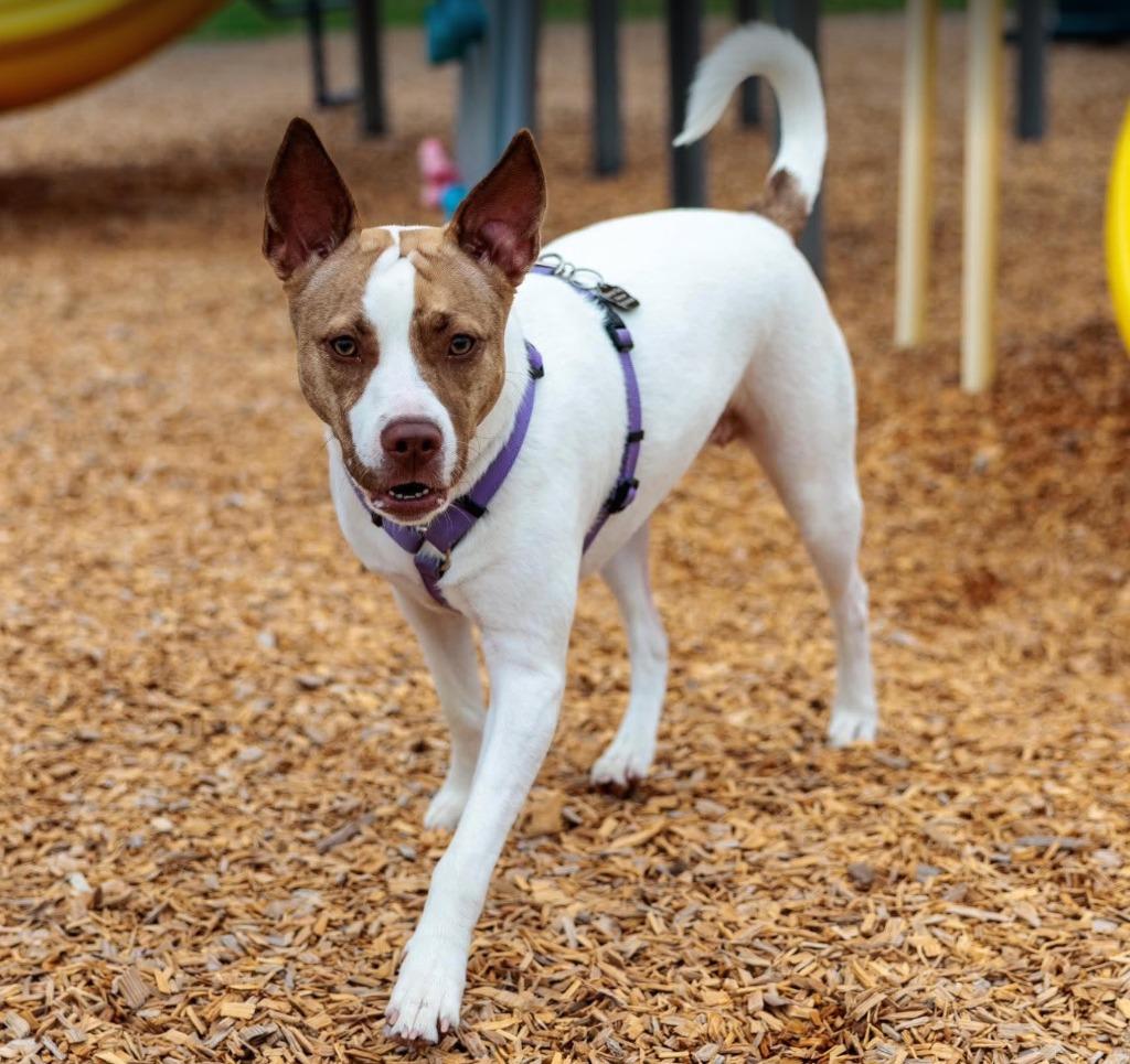 Tempura - Summer Lovin' Promo, Adoptable, Young Female Terrier & Mixed Breed.