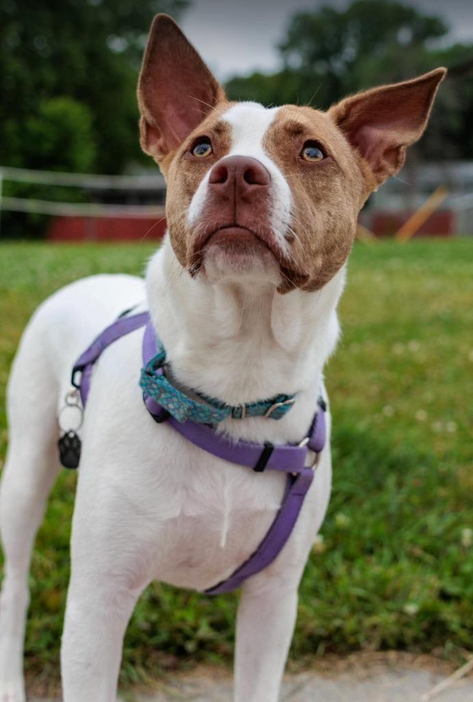 Tempura - Summer Lovin' Promo, a Adoptable mixed breed in Savage, MN image 2/6