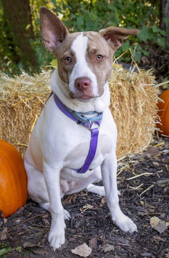 Tempura, a Adoptable mixed breed in Savage, MN image 3/4