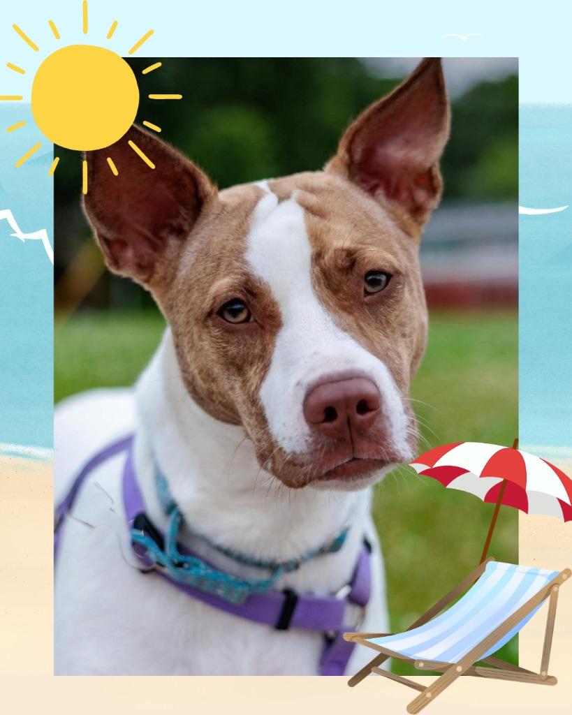 Tempura - Summer Lovin' Promo, a Adoptable mixed breed in Savage, MN image 3/6