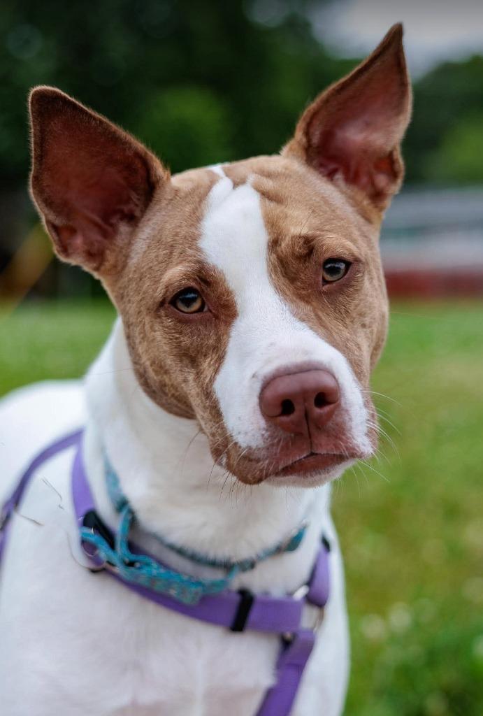Tempura - Summer Lovin' Promo, a Adoptable mixed breed in Savage, MN image 4/6