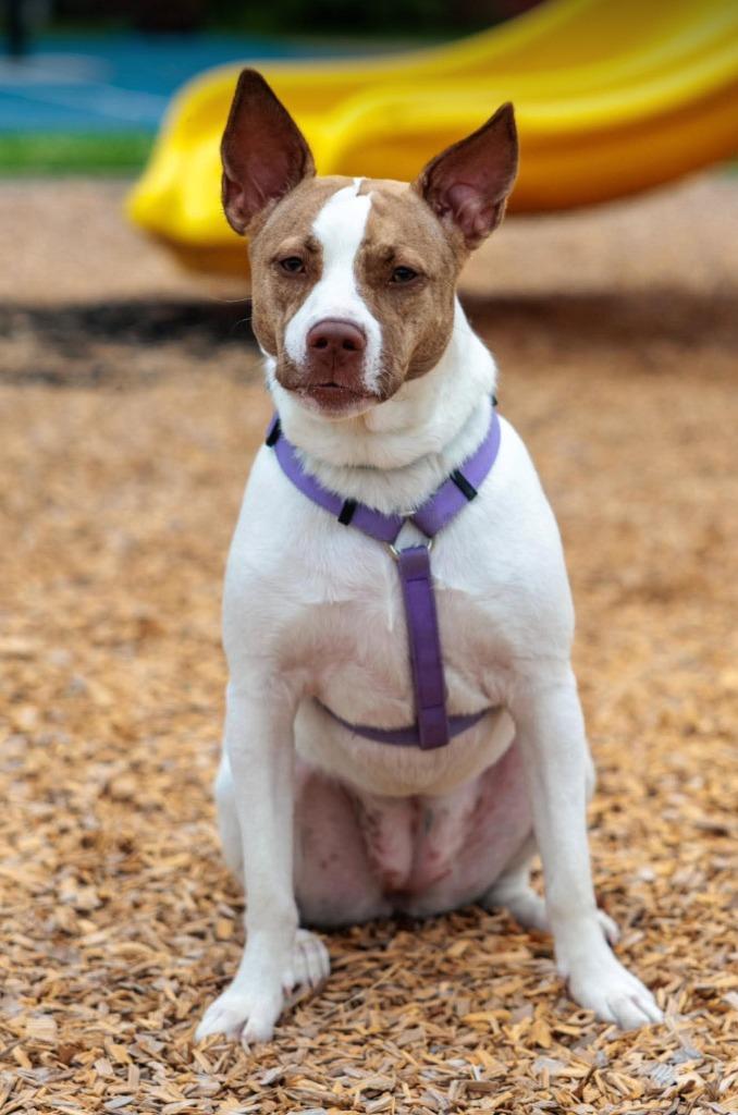 Tempura - Summer Lovin' Promo, a Adoptable mixed breed in Savage, MN image 5/6