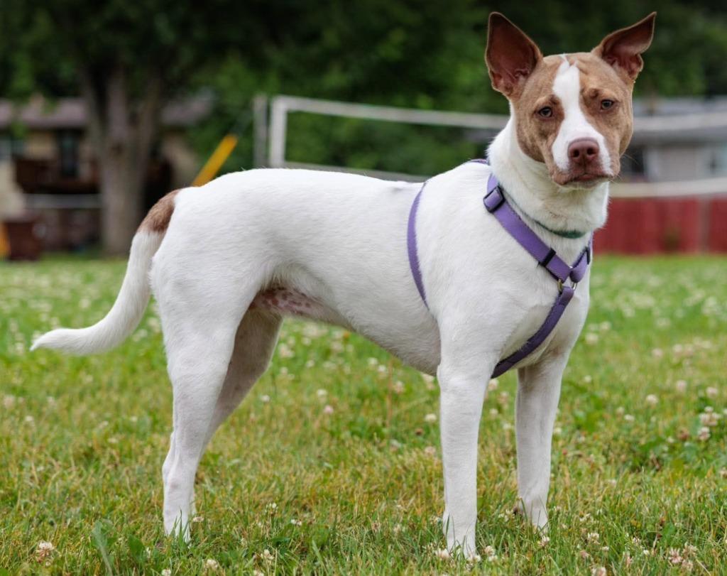 Tempura - Summer Lovin' Promo, a Adoptable mixed breed in Savage, MN image 6/6