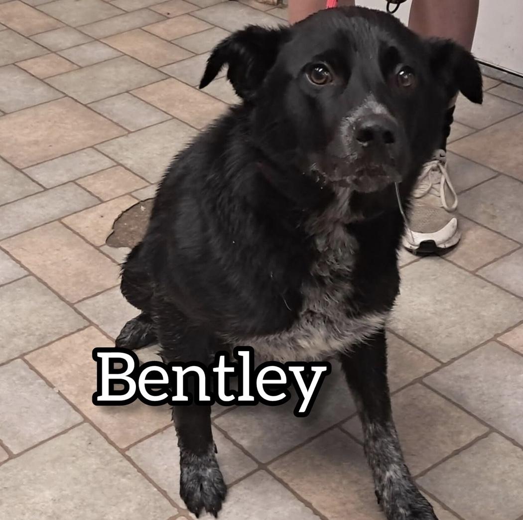 Bentley, a ADOPTABLE Black Labrador Retriever in Hollister, MO image 2/2
