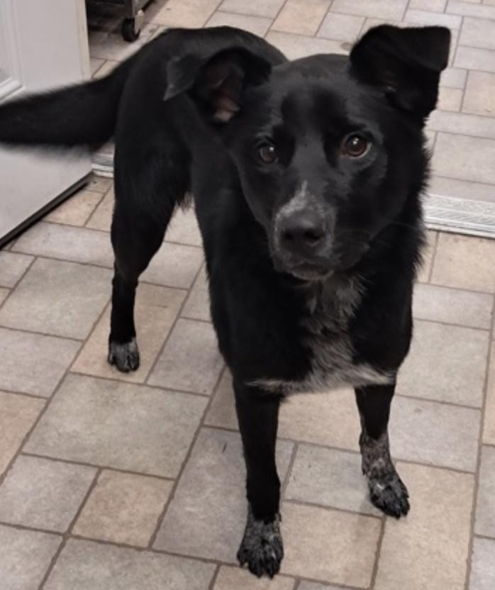 Bentley, a ADOPTABLE Black Labrador Retriever in Hollister, MO image 1/2