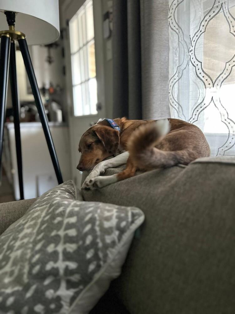 Skye, Adoptable, Adult Female Australian Shepherd & Beagle.