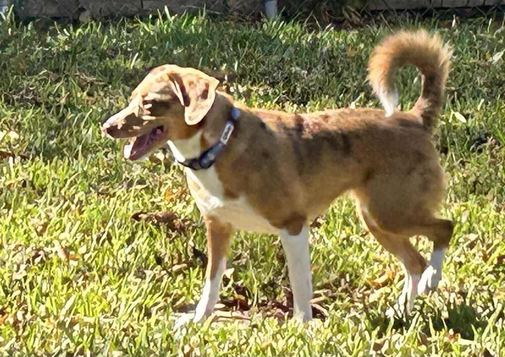 Skye, Adoptable, Adult Female Australian Shepherd & Beagle.
