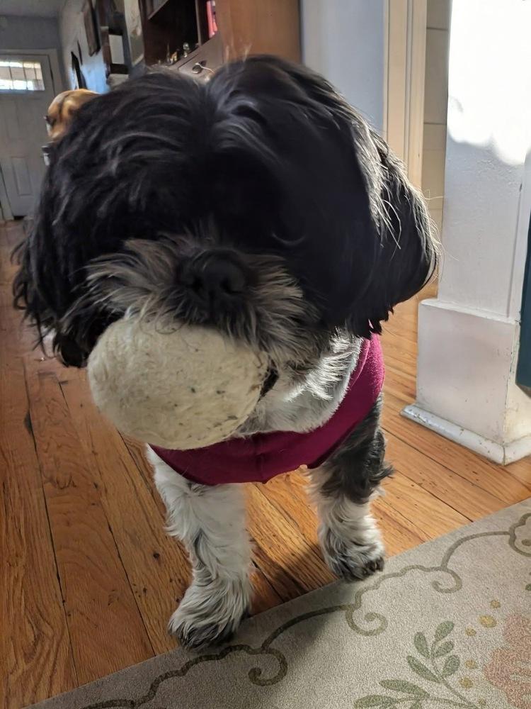 Princess, a Adoptable Shih Tzu in Denver, CO image 1/6