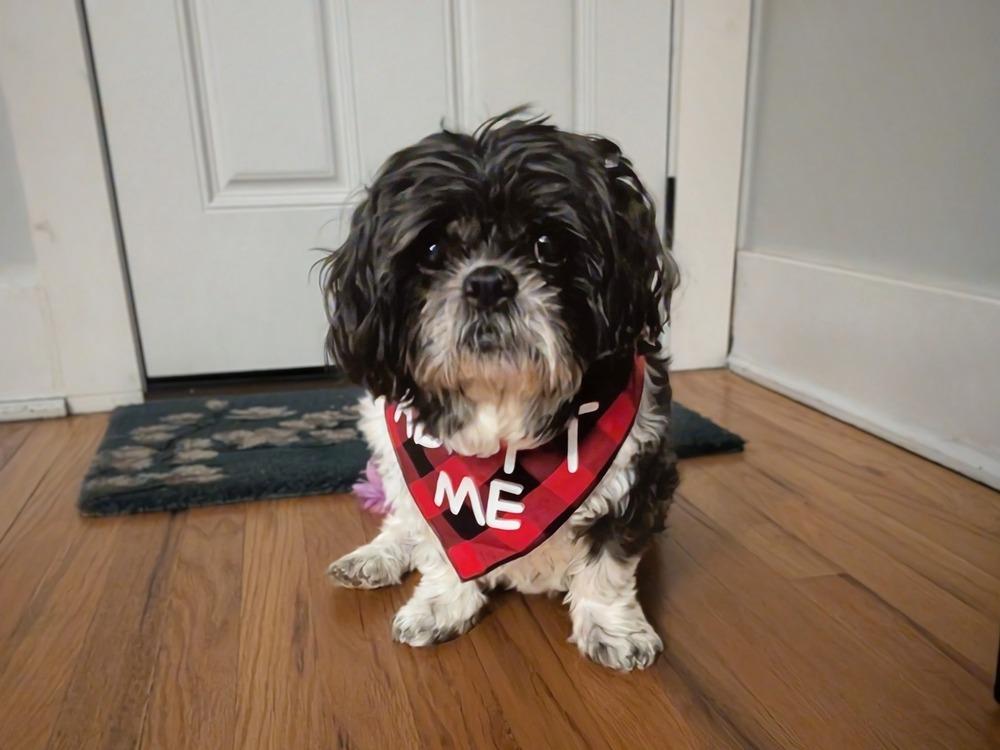 Princess, a Adoptable Shih Tzu in Denver, CO image 2/6