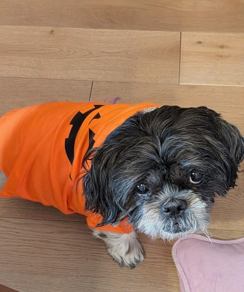 Princess, a Adoptable Shih Tzu in Denver, CO image 3/6