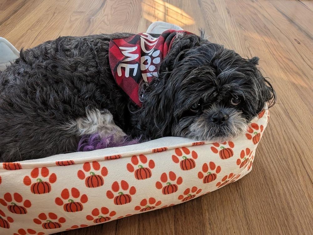 Princess, a Adoptable Shih Tzu in Denver, CO image 4/6