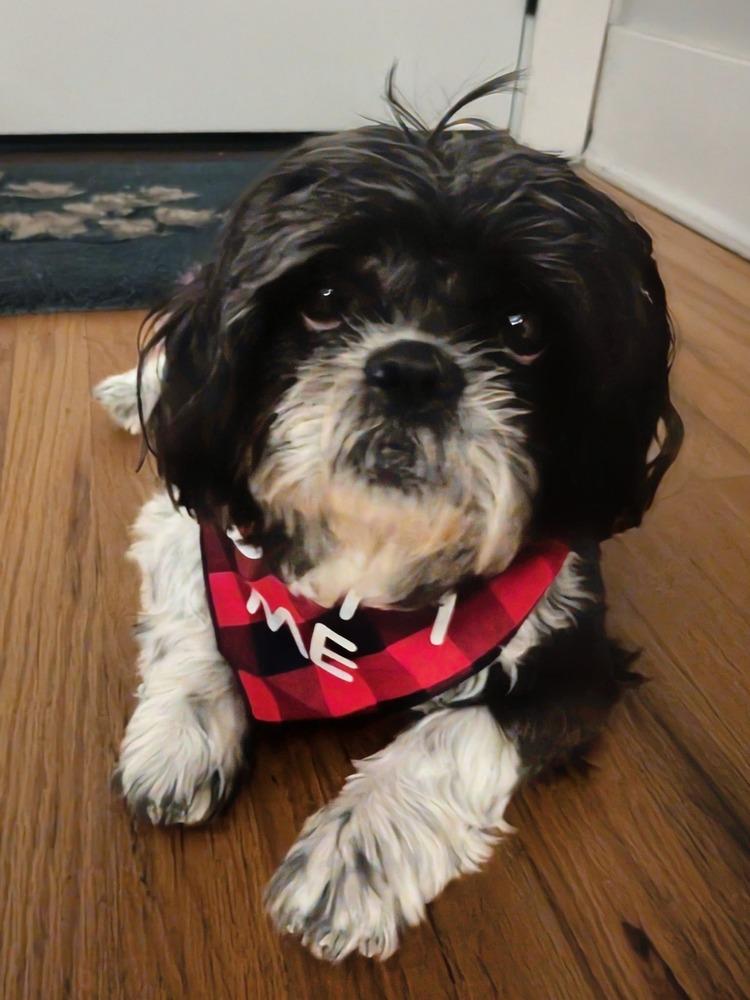 Princess, a Adoptable Shih Tzu in Denver, CO image 5/6