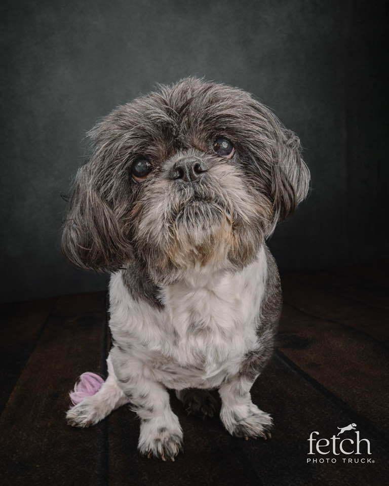 Enlarge Princess, a Adoptable Shih Tzu in Denver, CO image 4/5