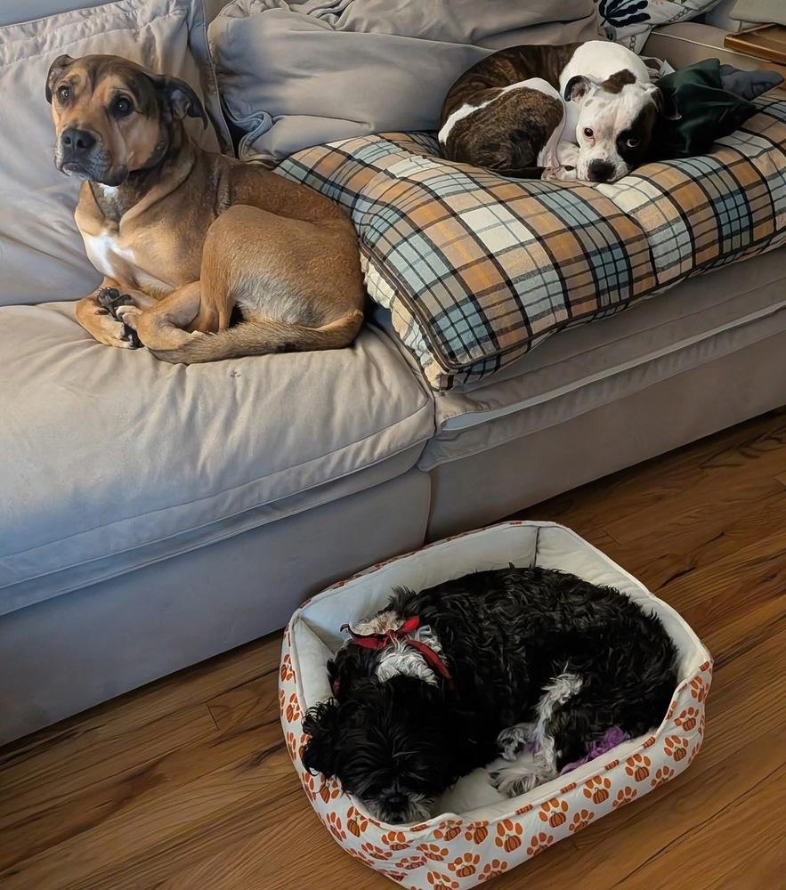 Princess, Adoptable, Senior Female Shih Tzu.