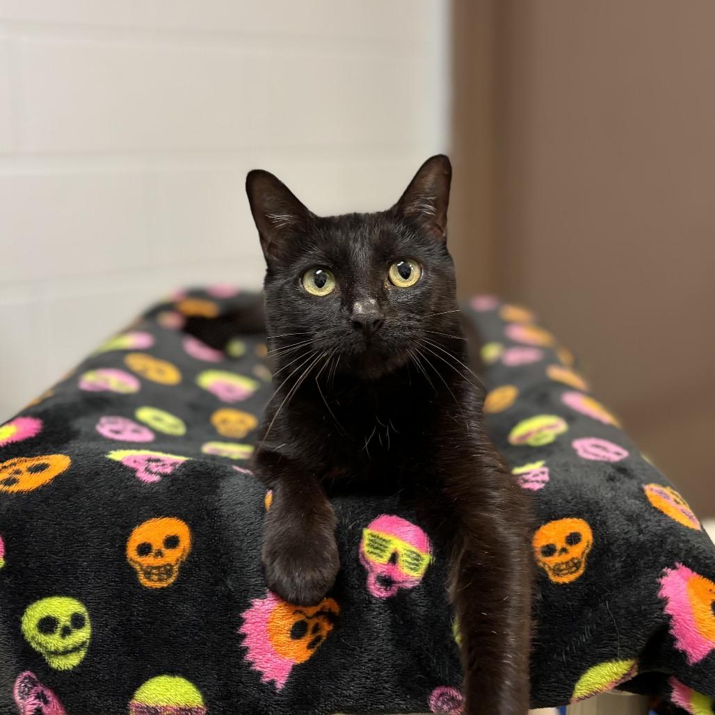 Enlarge Pamela--At PetCo, a Adoptable Domestic Short Hair in Fargo, ND image 1/1