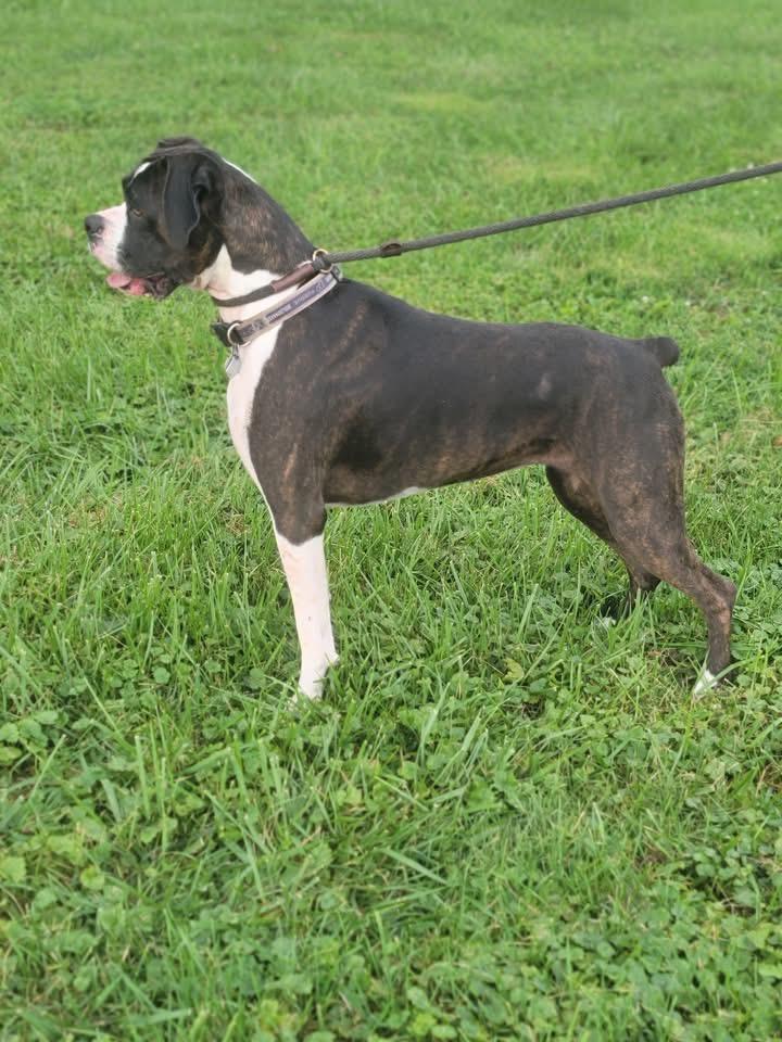 Enlarge Lilly, a Adoptable Boxer in Fountaintown, IN image 5/6
