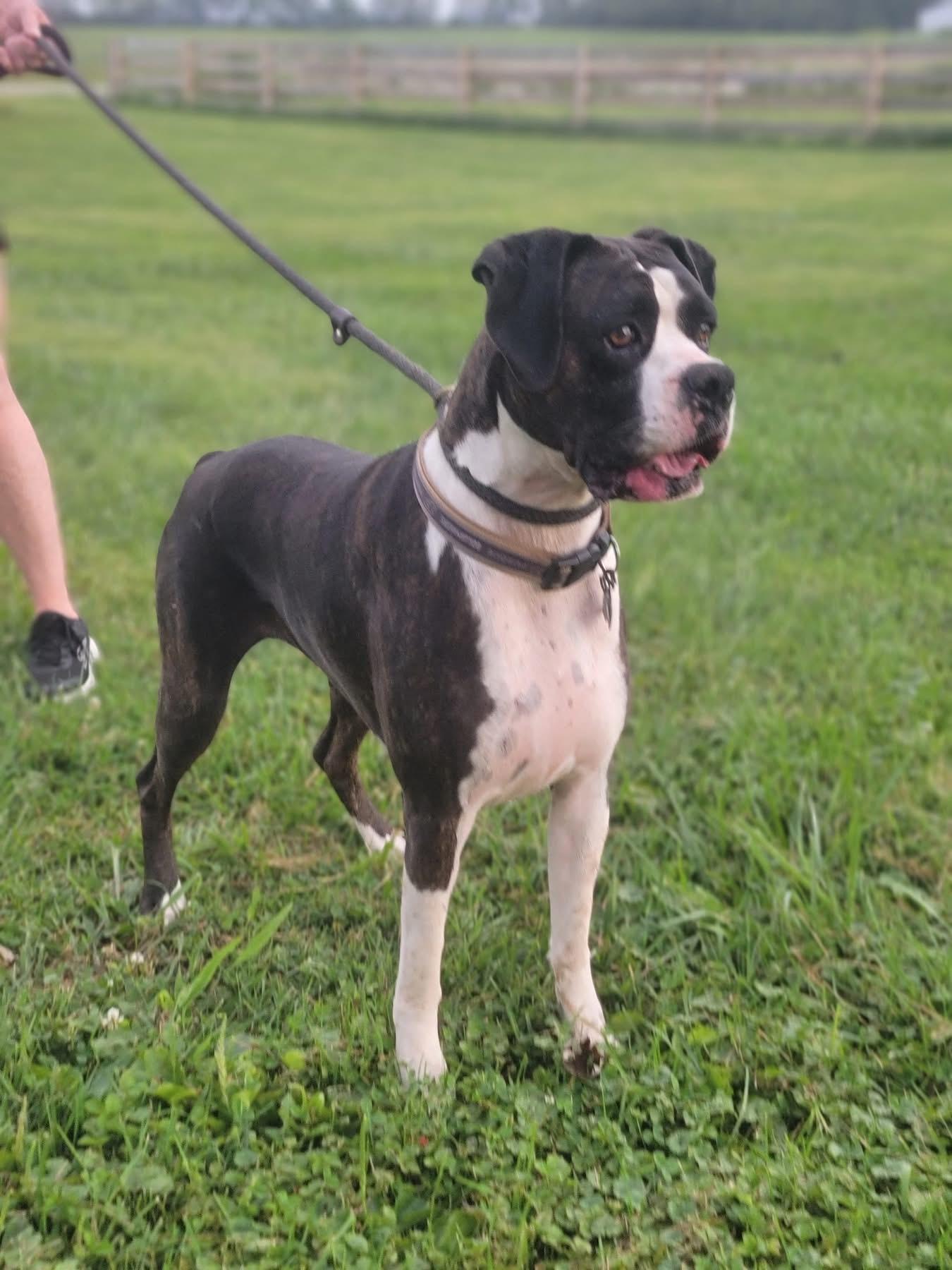 Enlarge Lilly, a Adoptable Boxer in Fountaintown, IN image 4/6